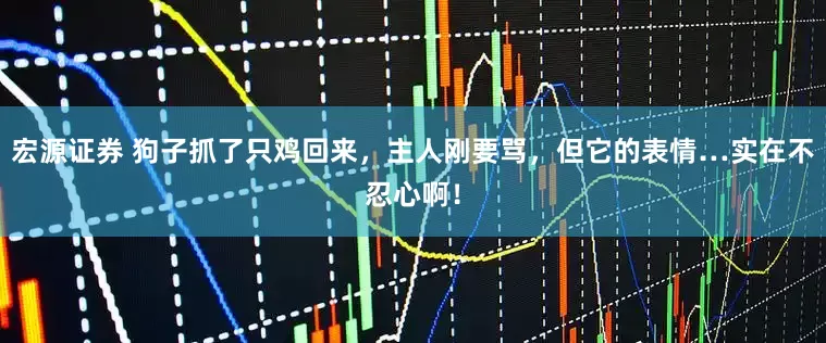 宏源证券 狗子抓了只鸡回来，主人刚要骂，但它的表情…实在不忍心啊！